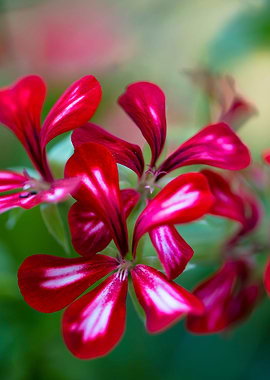 Geranium Pelargonium