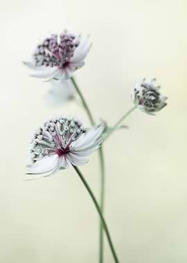 Preety white flowers