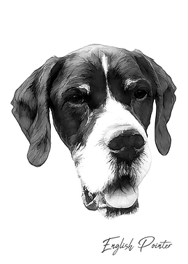 English Pointer dog