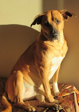 Dog Enjoying Morning Sun