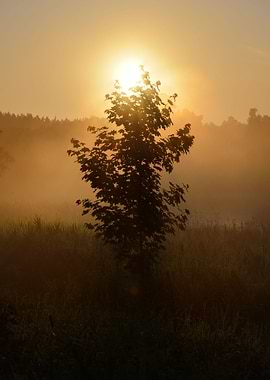 Sun And Morning Fog Above