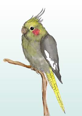 Cute female cockatiel