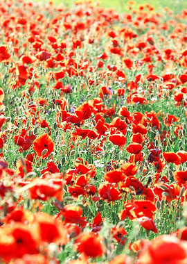 A Poppy Field In Latvia
