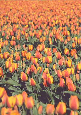 Tulips field 5