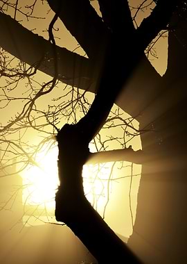 CloseUp Of A Tree In The F