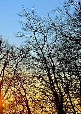 Tree Silhouettes Against S