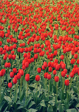 Tulips field 7