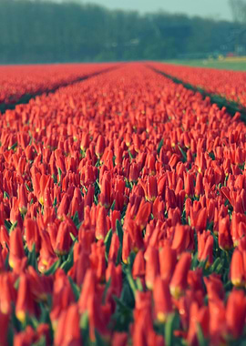 Tulips field 10