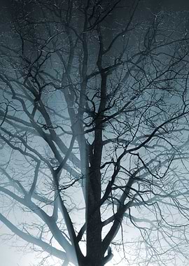 CloseUp Of A Tree In The F