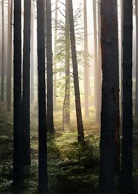 Strong Beautiful Fog In Th