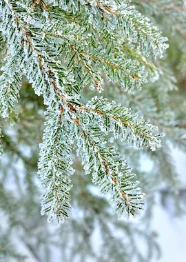 Pine Tree Covered With Fro