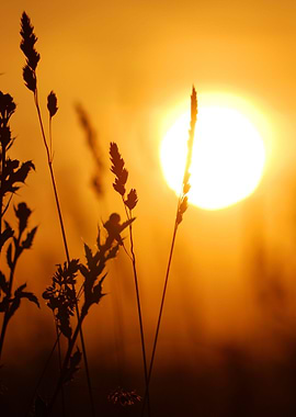 Grass CloseUp Against Sett