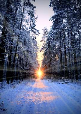 Sun Rays In Winter Forest