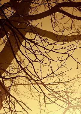 CloseUp Of A Tree In The F