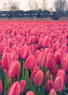 Tulips field 9