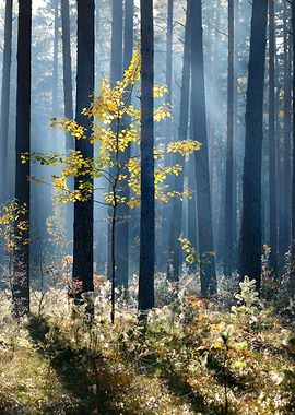 Colorful Lonely Tree In Th
