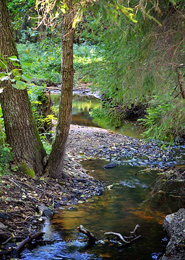 Forest River Scene