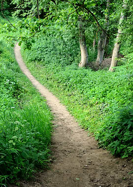 Dark Forest And A Road