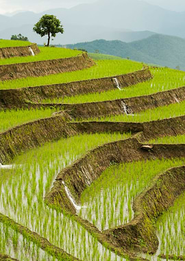 Chiang Mai Rice Field Land