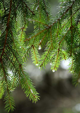 Pine Tree CloseUp