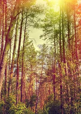 Pine Forest With Tall Tree