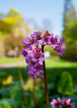 Pink Flowers