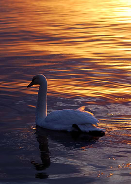 Swan Swimming In Lake In T