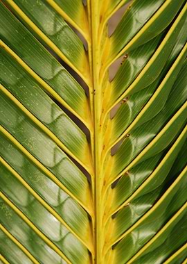 Vibrant Coconut Palm Tree