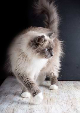 Beautiful Neva Masquerade