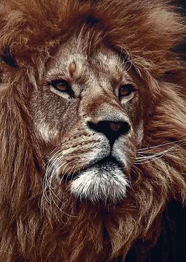 WIld lion face poster
