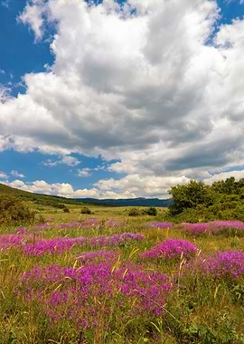 Beautiful Landscape Under