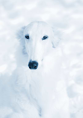 Borzoi Sight Hound