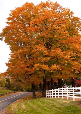 Vibrant Fall Foliage Maple