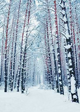 Pine Forest In Winter