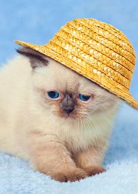 Kitten Wearing A Straw Hat