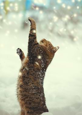 Cat With Paws In The Air P