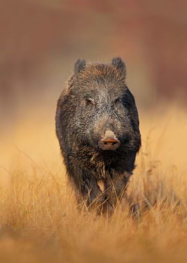 Big Wild Boar Sus Scrofa R