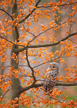 Grey Ural Owl Strix Uralen