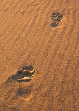Beach Or Dunes SandBackgro