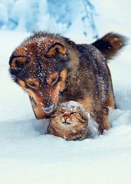 Cat And Dog Playing In Sno