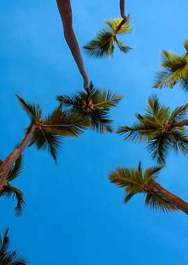 Evening Palm Trees Above