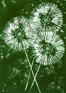Spring Dandelions