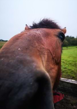 Horse Sniffing Camera