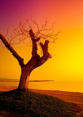 Desert Dead Sea Shore At S