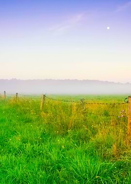 Foggy Morning Meadow