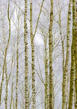 Frosty Birch Forest