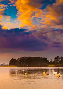 Lake Landscape With Swimmi
