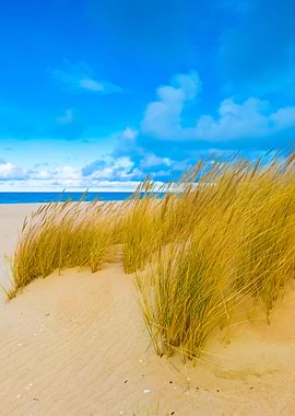 Sea Shore With Grass Beaut