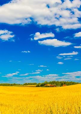 Stubble Field Under Blue S