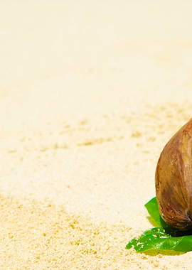 Coconut Fruit On A Tropica